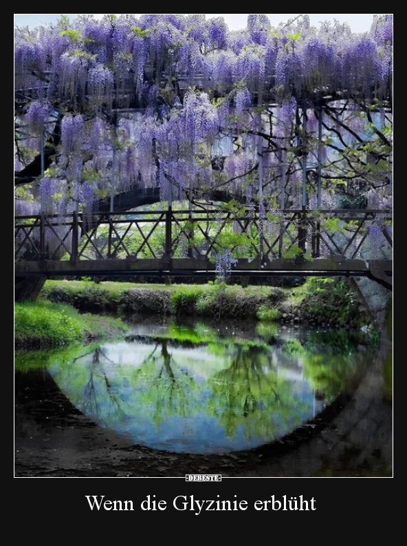 Wenn die Glyzinie erblüht..