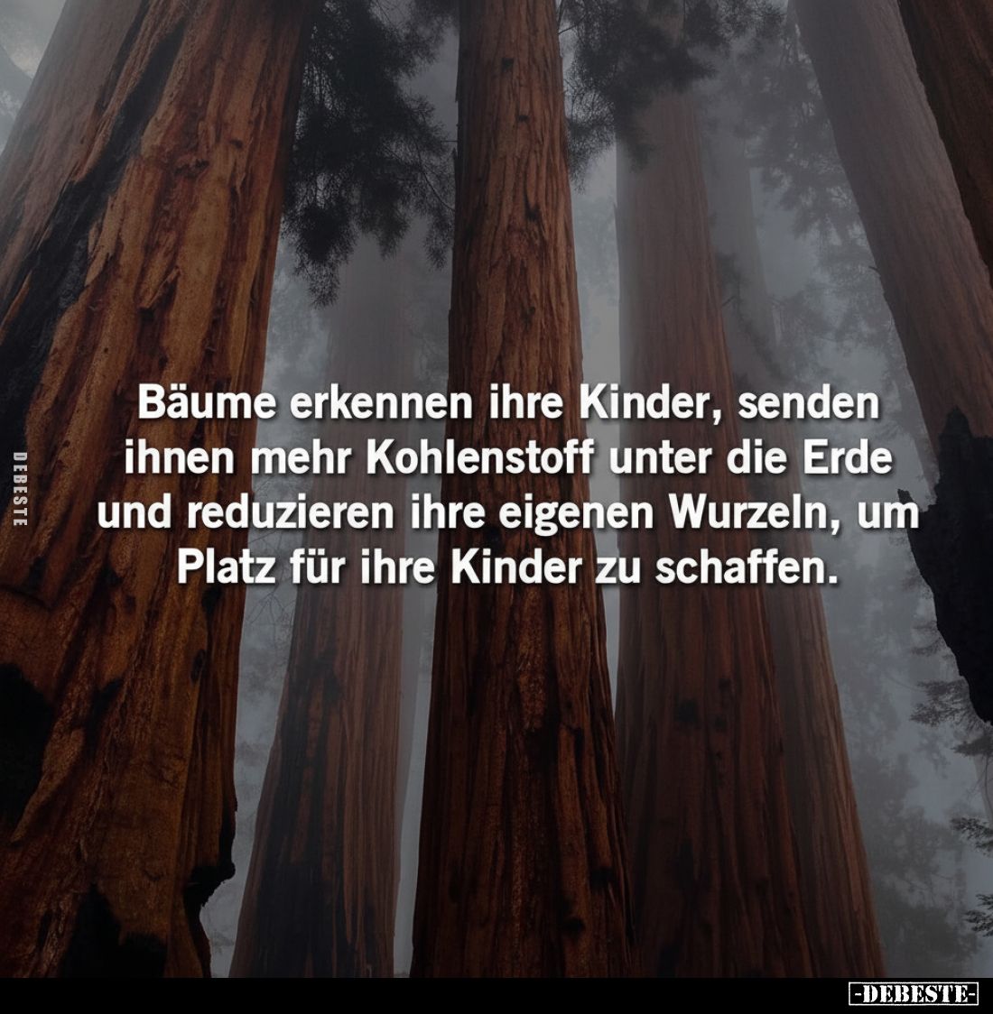 Bäume erkennen ihre Kinder, senden ihnen mehr Kohlenstoff unter die Erde und reduzieren ihre eigenen Wurzeln, um Platz für ih...