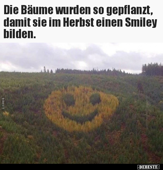 Die Bäume wurden so gepflanzt, damit sie im Herbst einen.. - Lustige Bilder | DEBESTE.de