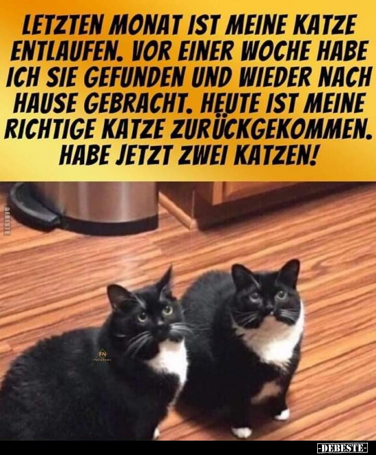 Letzten Monat ist meine Katze entlaufen. Vor einer Woche..