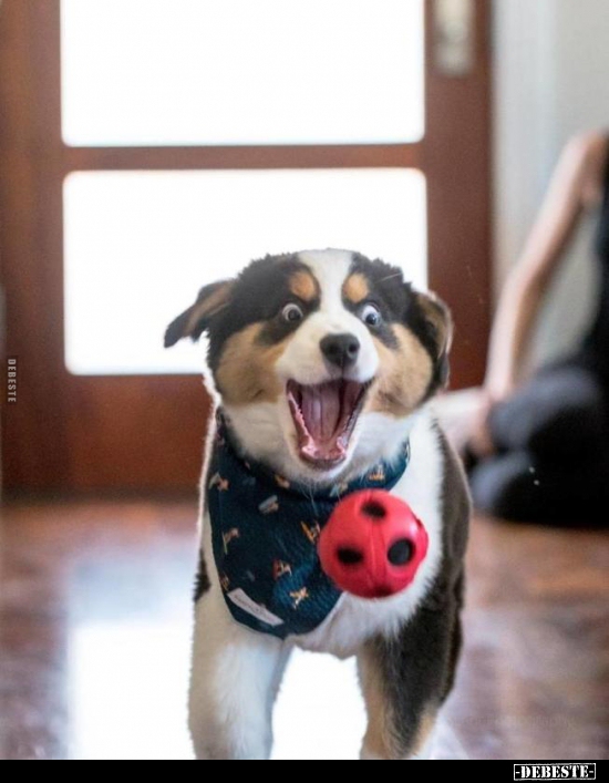  - Lustige Bilder | DEBESTE.de