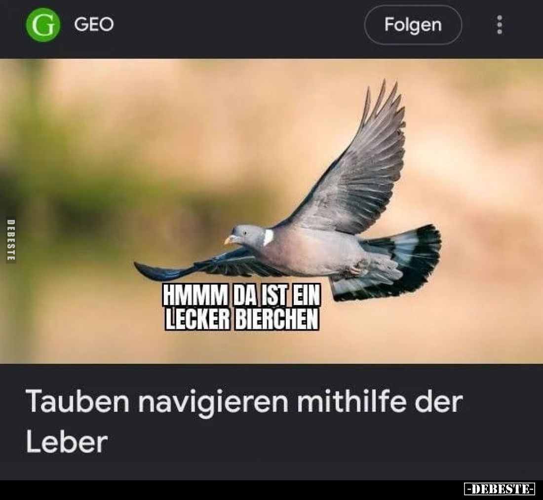 HMMM DA IST EIN LECKER BIERCHEN
-
Tauben navigieren mithilfe der Leber