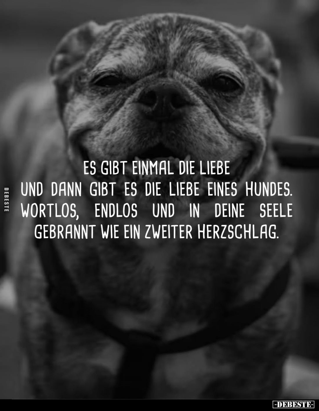 Es gibt einmal die Liebe und dann gibt es die Liebe eines Hundes. Wortlos, endlos und in deine Seele gebrannt wie ein zweiter...