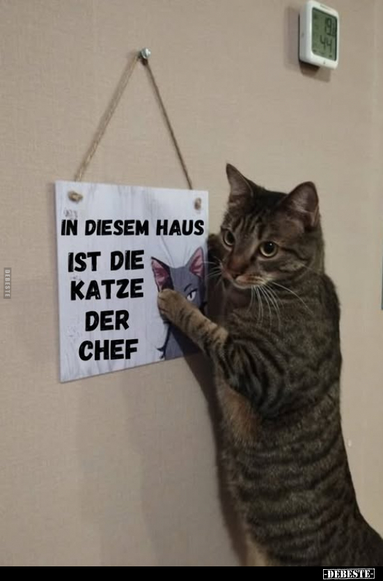 Katzen