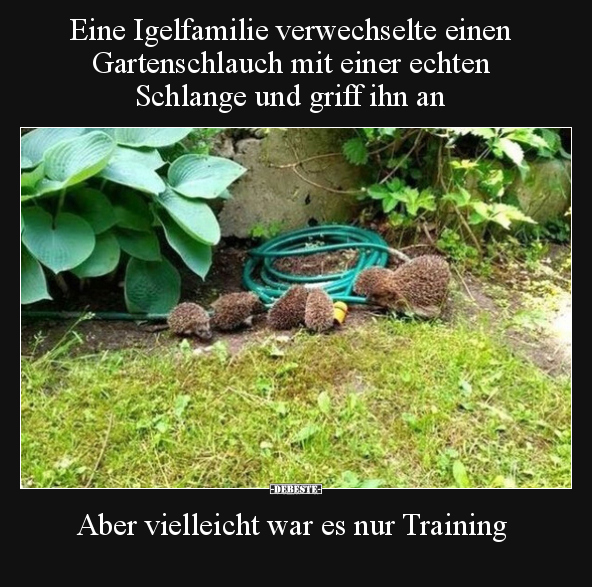 Eine Igelfamilie verwechselte einen Gartenschlauch mit.. - Lustige Bilder | DEBESTE.de