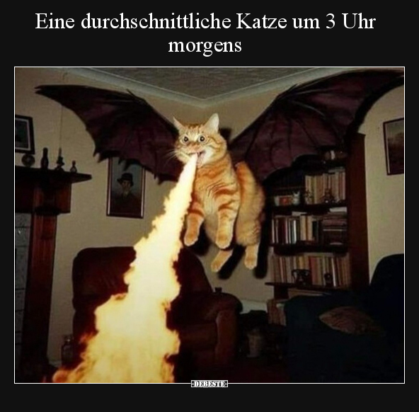 Eine durchschnittliche Katze um 3 Uhr morgens.. - Lustige Bilder | DEBESTE.de