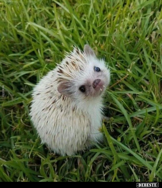  - Lustige Bilder | DEBESTE.de