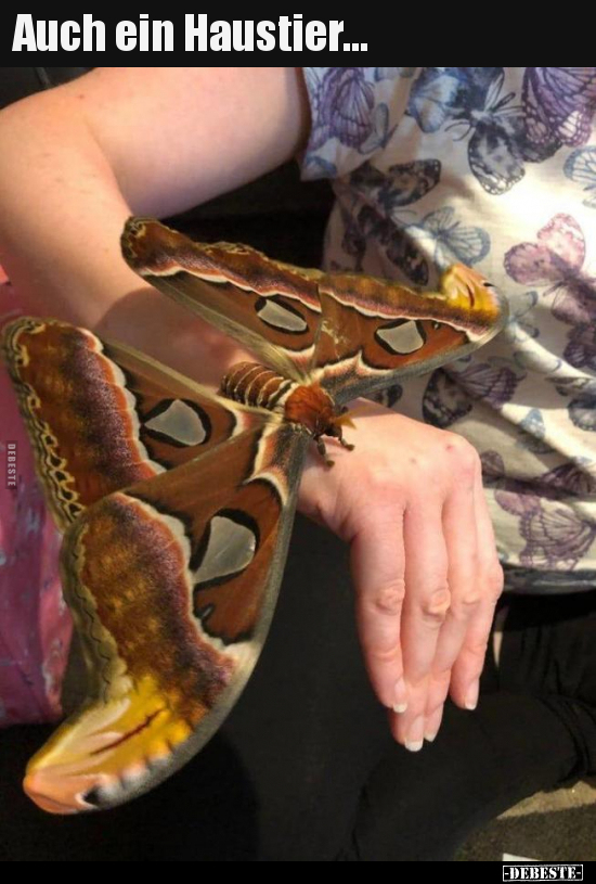 Auch ein Haustier...