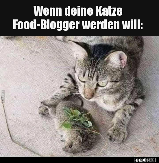 Wenn deine Katze Food-Blogger werden will.. - Lustige Bilder | DEBESTE.de
