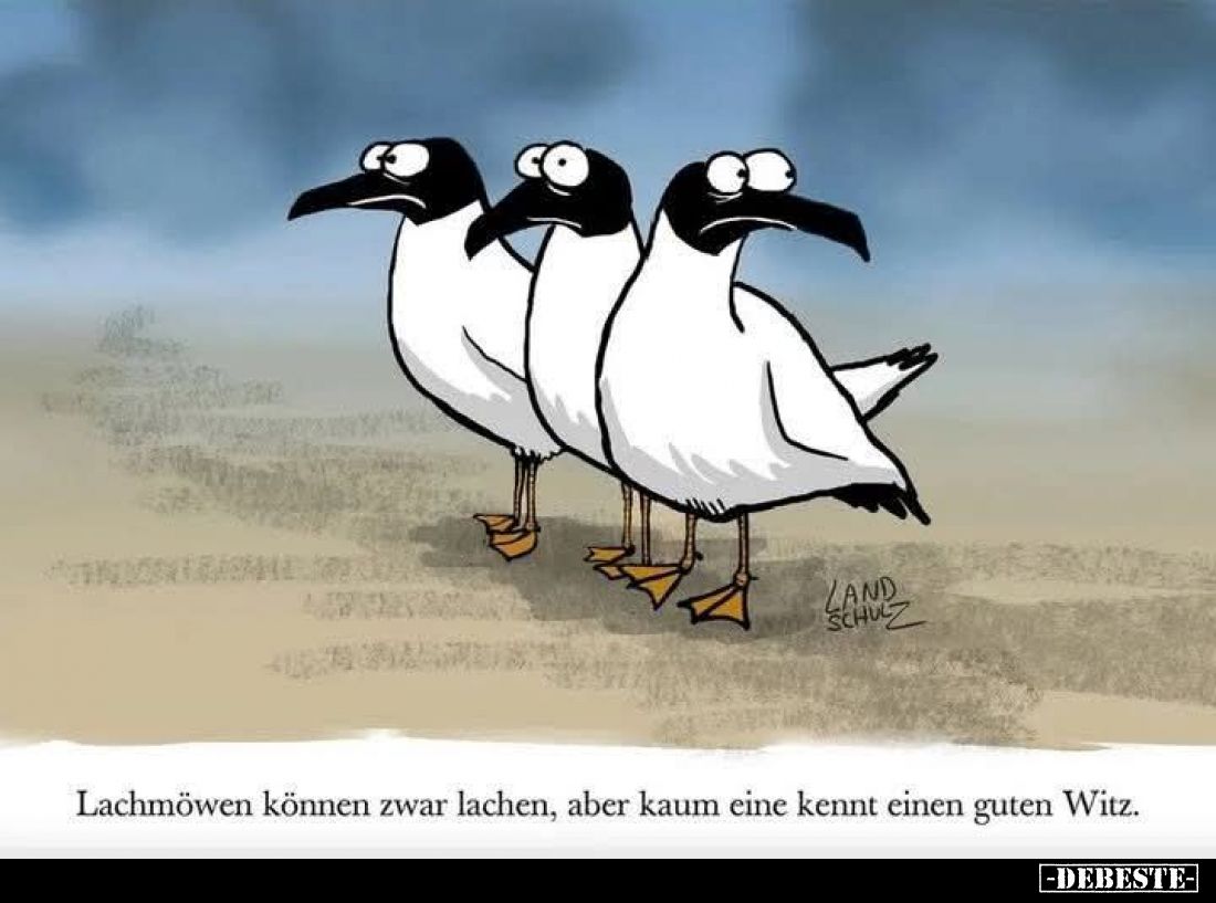Lachmöwen können zwar lachen... - Lustige Bilder | DEBESTE.de