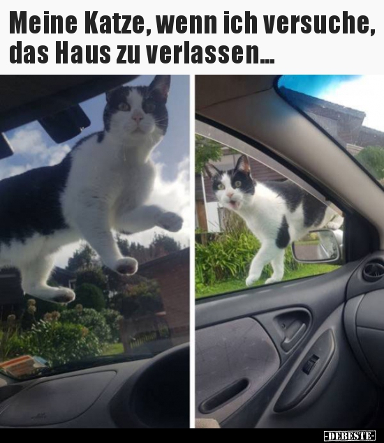 Meine Katze, wenn ich versuche, das Haus zu..