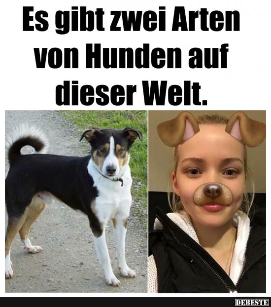 Es gibt zwei Arten von Hunden auf dieser Welt..