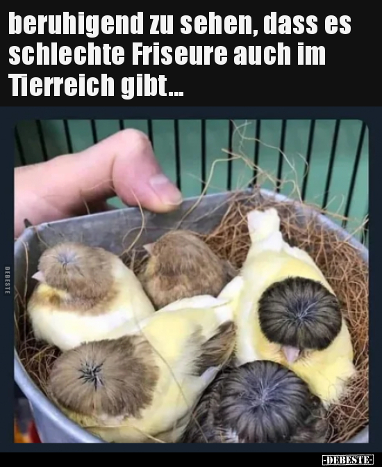 Beruhigend zu sehen, dass es schlechte Friseure auch im.. - Lustige Bilder | DEBESTE.de