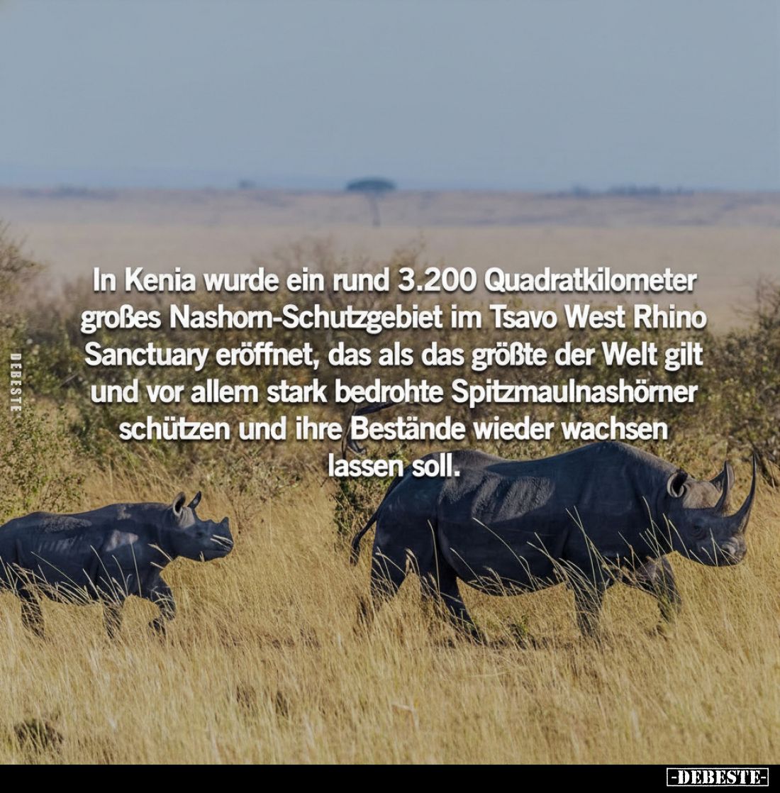 In Kenia wurde ein rund 3.200 Quadratkilometer großes Nashorn-Schutzgebiet im Tsavo West Rhino Sanctuary eröffnet, das als da...