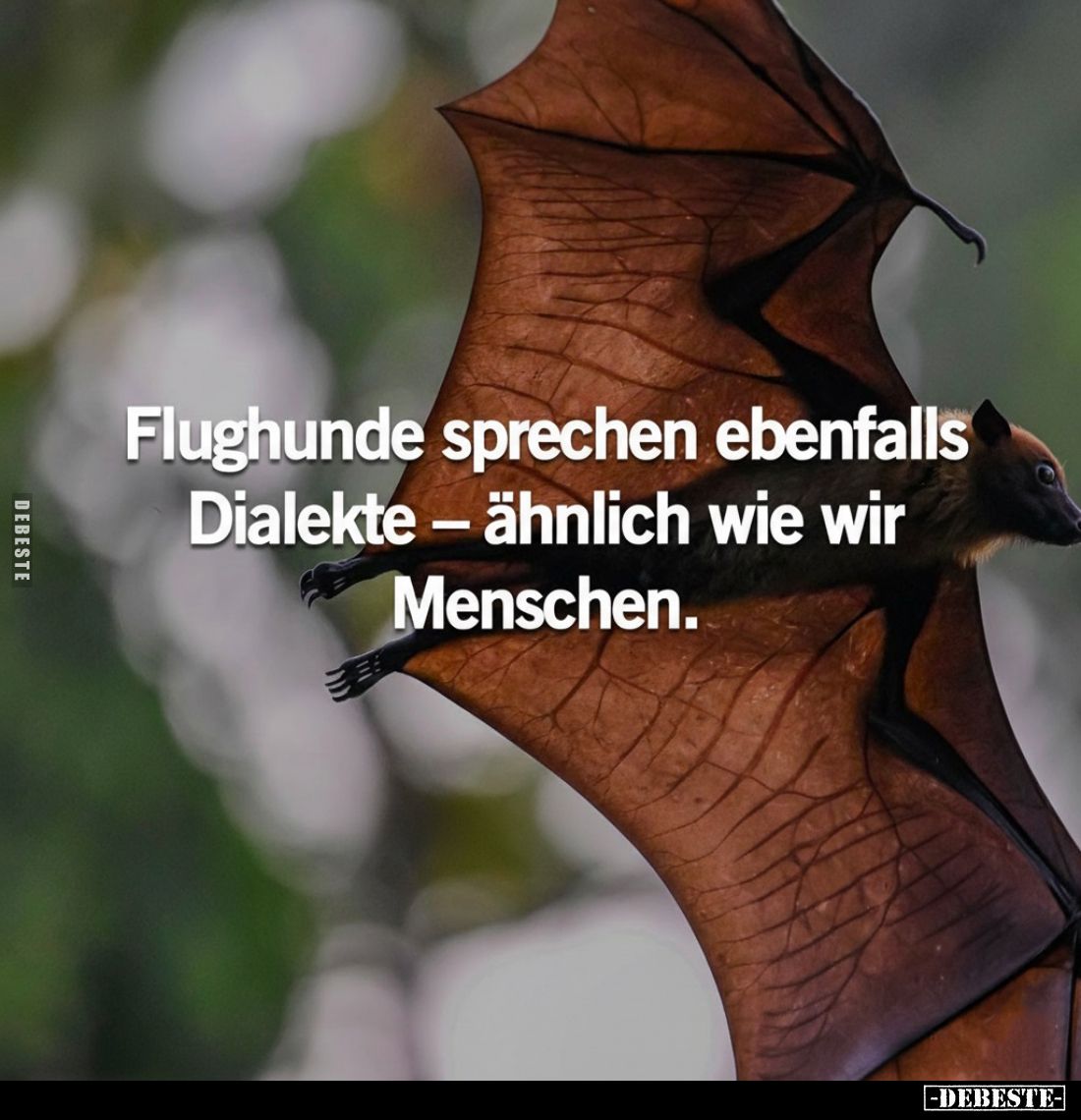 Flughunde sprechen ebenfalls Dialekte - ähnlich wie wir Menschen