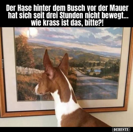 Der Hase hinter dem Busch vor der Mauer hat sich seit drei.. - Lustige Bilder | DEBESTE.de
