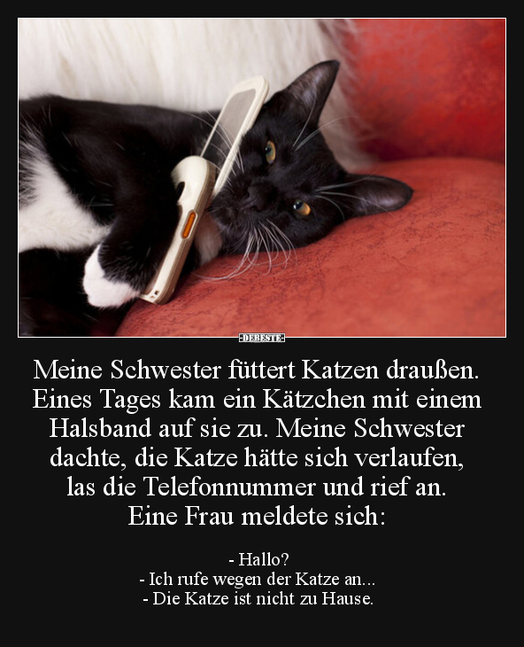 Meine Schwester füttert Katzen draußen. Eines Tages kam.. - Lustige Bilder | DEBESTE.de