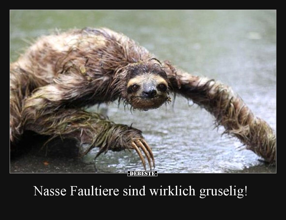 Nasse Faultiere sind wirklich gruselig!
