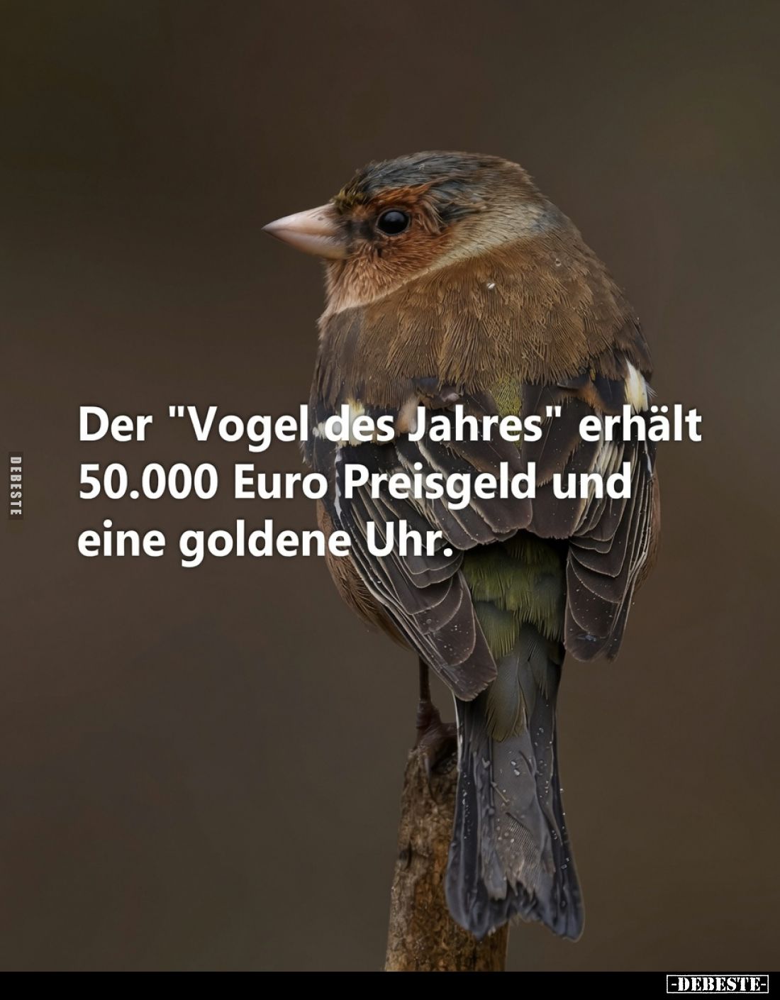 Der "Vogel des Jahres" erhält 50.000 Euro Preisgeld und eine goldene Uhr.