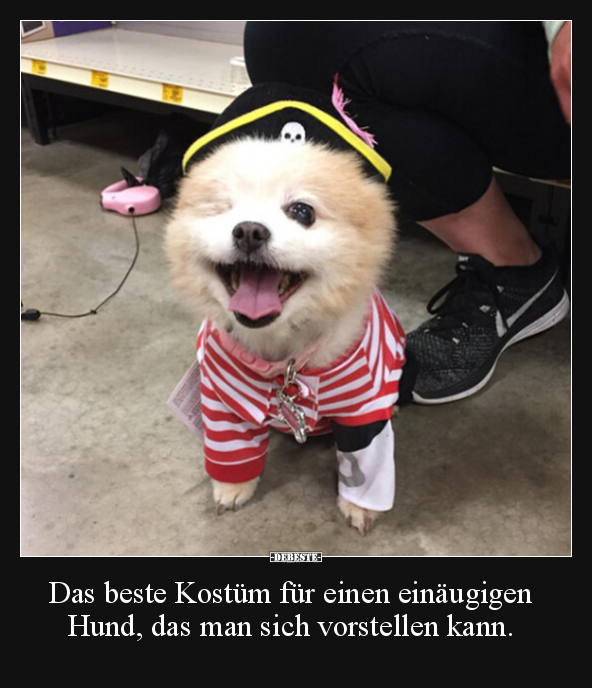 Das beste Kostüm für einen einäugigen Hund, das man sich.. - Lustige Bilder | DEBESTE.de