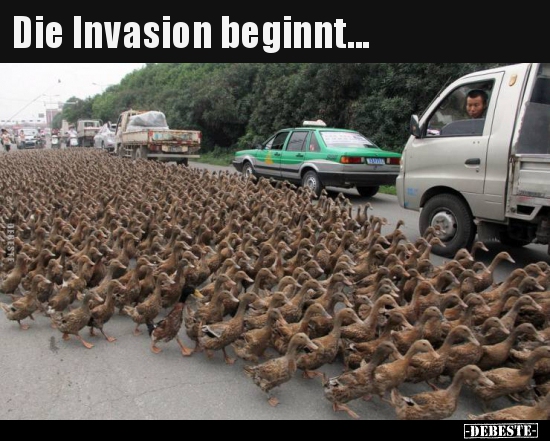 Die Invasion beginnt... - Lustige Bilder | DEBESTE.de