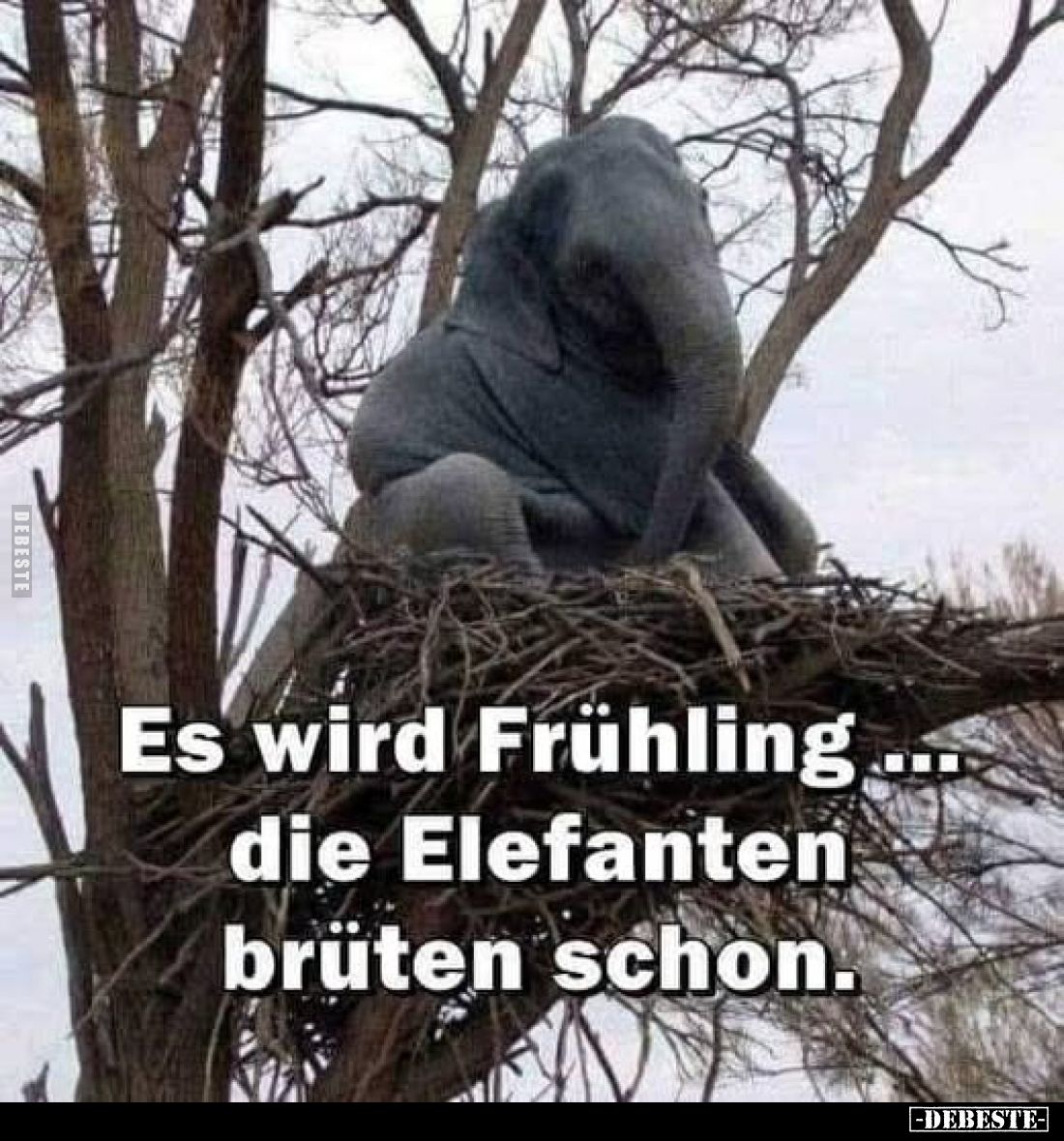 Es wird Frühling.... die Elefanten brüten schon.