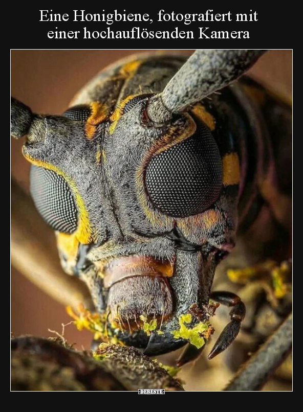Eine Honigbiene, fotografiert mit einer hochauflösenden.. - Lustige Bilder | DEBESTE.de