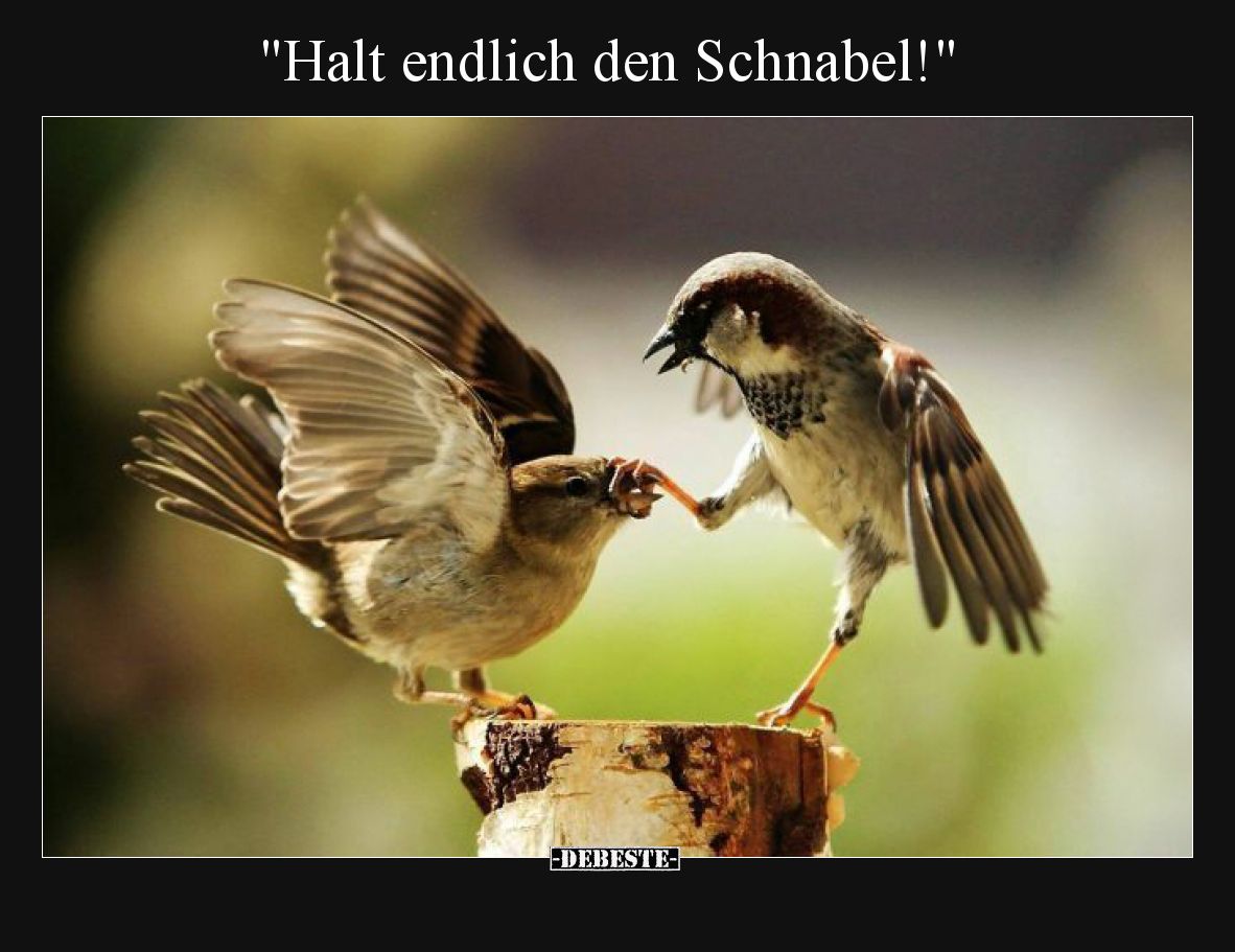 Halt endlich den Schnabel!