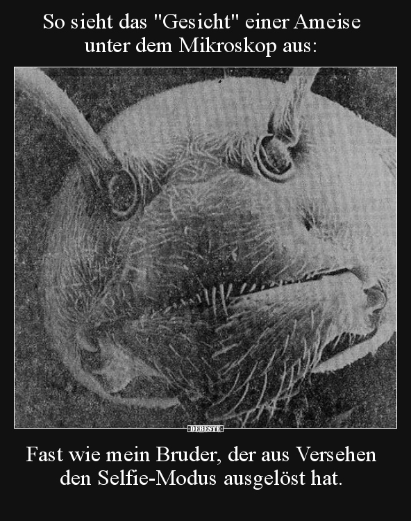 So sieht das "Gesicht" einer Ameise unter dem Mikroskop.. - Lustige Bilder | DEBESTE.de