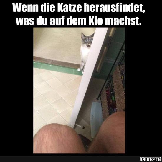 Wenn die Katze herausfindet, was du auf dem Klo machst.. - Lustige Bilder | DEBESTE.de