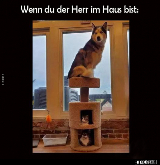 Wenn du der Herr im Haus bist.. - Lustige Bilder | DEBESTE.de