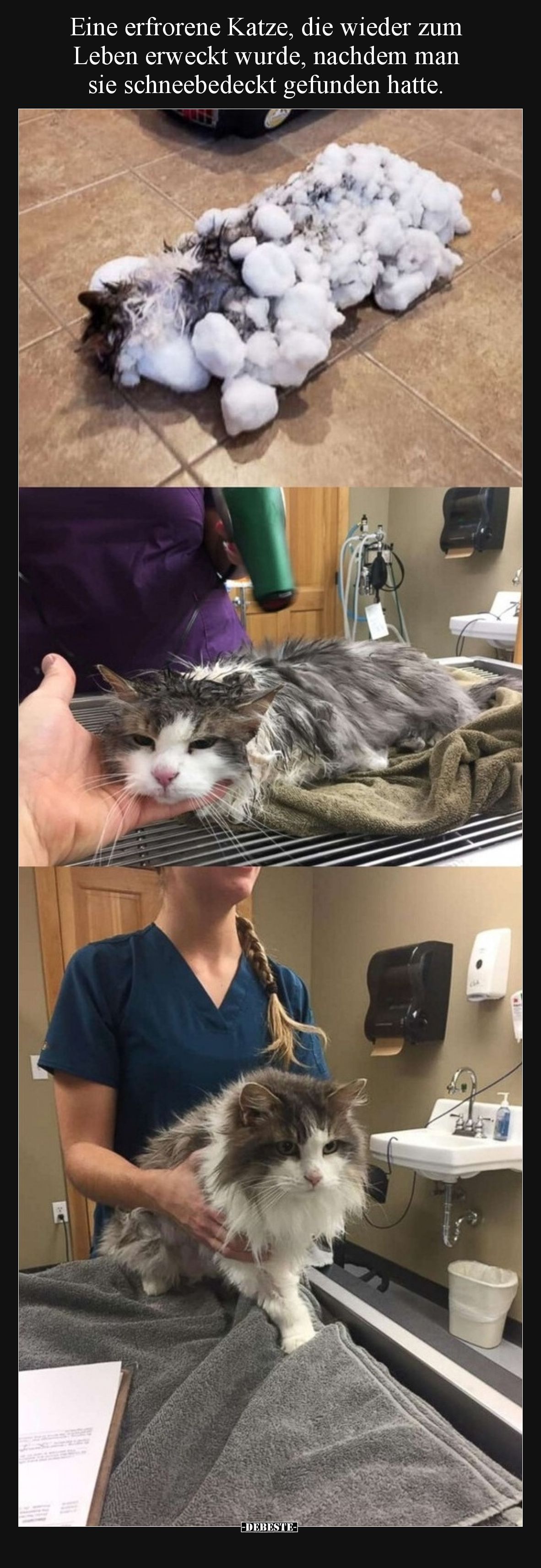 Eine erfrorene Katze, die wieder zum Leben erweckt wurde, nachdem man sie schneebedeckt gefunden hatte.