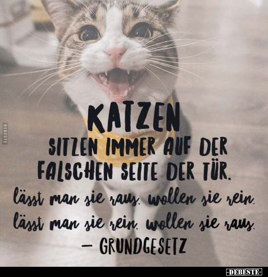 Katzen sitzen immer auf der falschen Seite der Tür.. - Lustige Bilder | DEBESTE.de