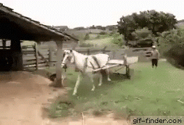 Ist bestimmt ein Hengst - eine Stute wäre dreimal angefahren :-)