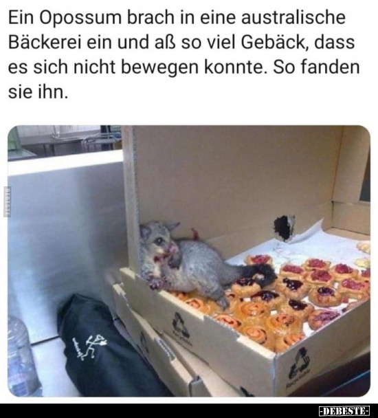 Ein Opossum brach in eine australische Bäckerei ein und aß.. - Lustige Bilder | DEBESTE.de