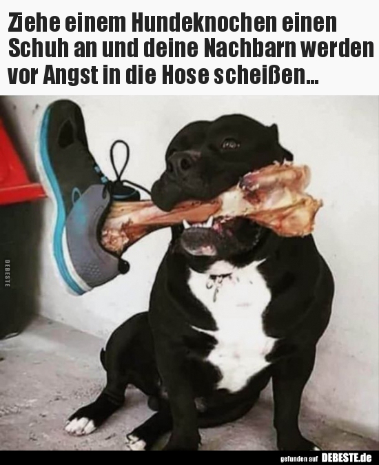 Ziehe einem Hundeknochen einenSchuh an und deine Nachbarn.. - Lustige Bilder | DEBESTE.de
