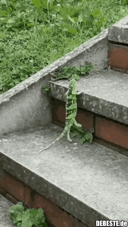 Nur nichts überstürzen! - Lustige Bilder | DEBESTE.de