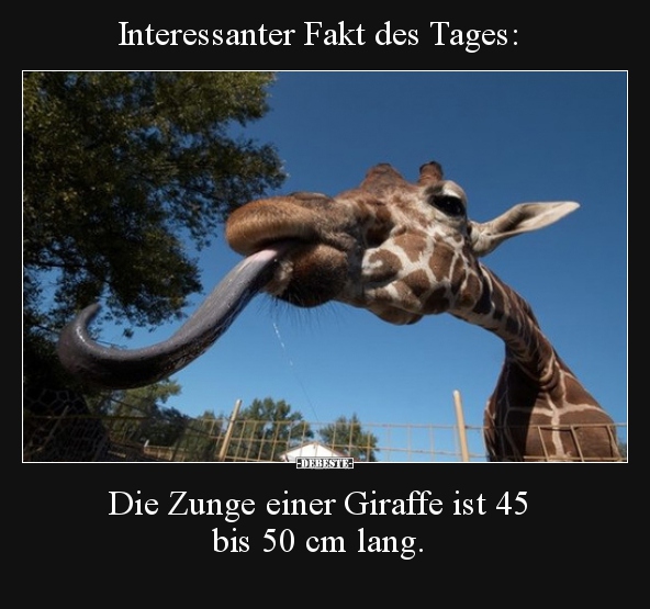 Interessanter Fakt des Tages: Die Zunge einer Giraffe ist.. - Lustige Bilder | DEBESTE.de