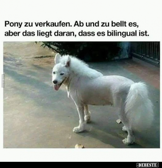 Pony zu verkaufen.. - Lustige Bilder | DEBESTE.de