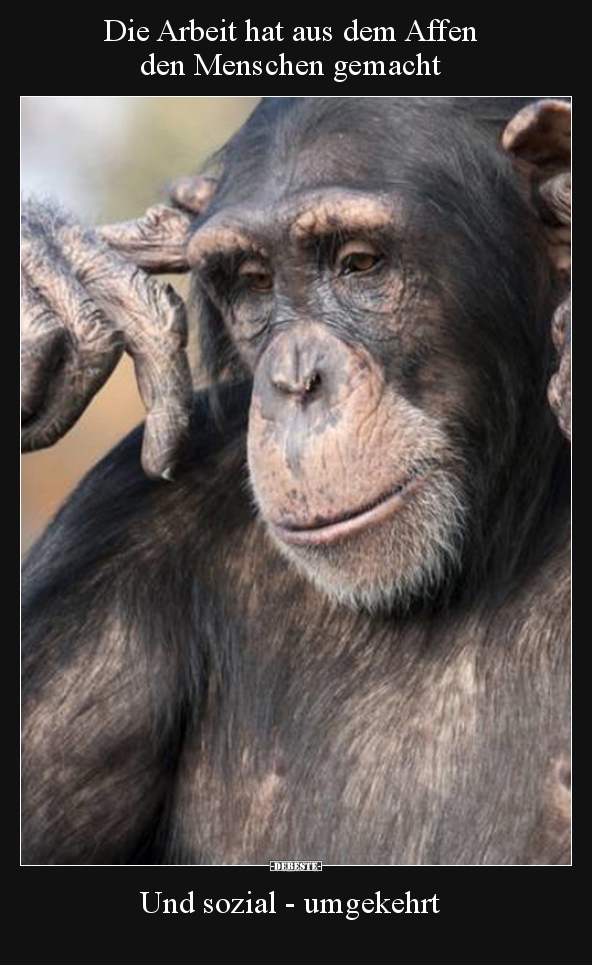 Die Arbeit Hat Aus Dem Affen Den Menschen Gemacht Lustige Bilder Spruche Witze Echt Lustig