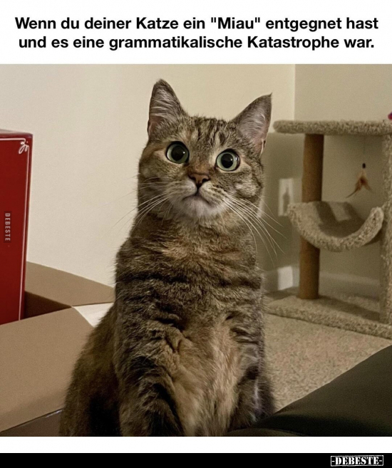Wenn du deiner Katze ein "Miau" entgegnet hast und es eine.. - Lustige Bilder | DEBESTE.de
