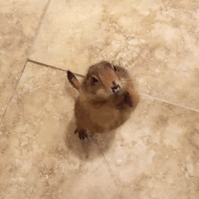 Yaaay futter gibt´s bin so happy.. freu freu :)