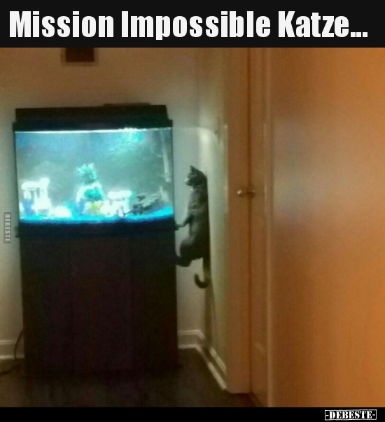 Mission Impossible Katze...