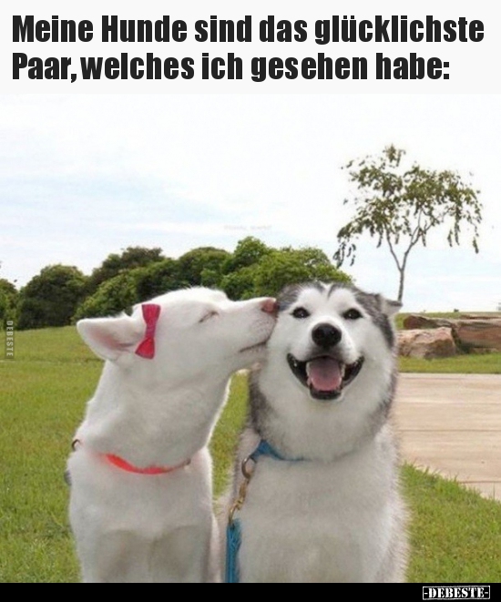 Meine Hunde sind das glücklichste Paar, welches ich gesehen.. - Lustige Bilder | DEBESTE.de