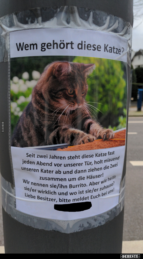 Wem gehört diese Katze? Seit zwei Jahren steht diese Katze.. - Lustige Bilder | DEBESTE.de
