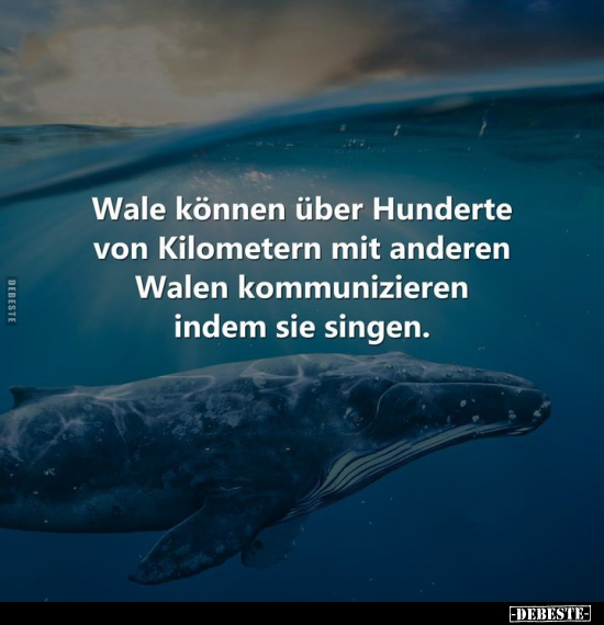 Wale können über Hunderte von Kilometern mit anderen Walen.. - Lustige Bilder | DEBESTE.de