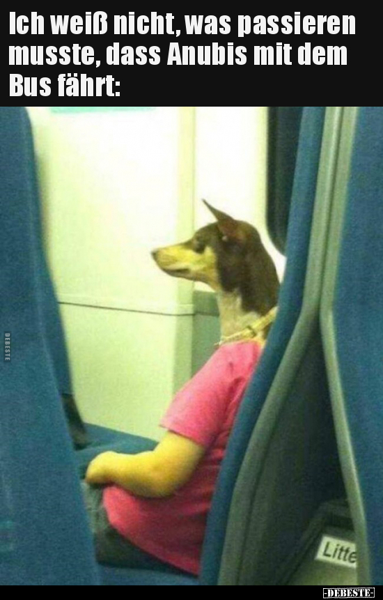 Ich weiß nicht, was passieren musste, dass Anubis mit dem.. - Lustige Bilder | DEBESTE.de