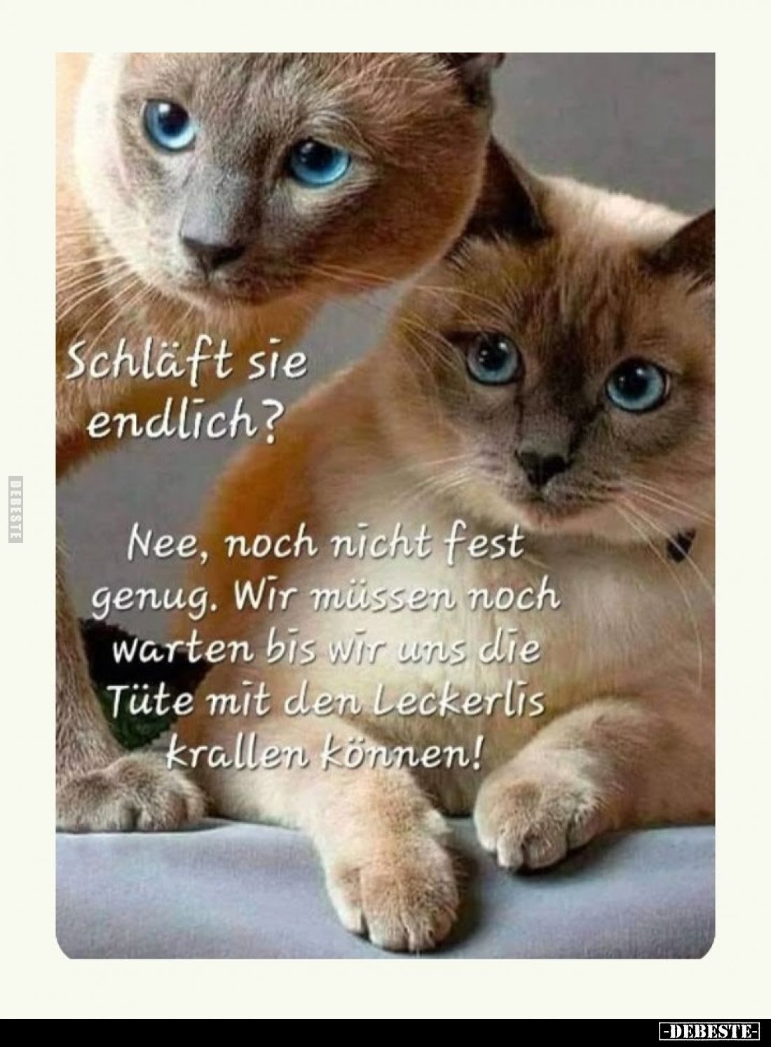 Schläft sie endlich? -
Nee, noch nicht fest genug. Wir müssen noch warten bis wir uns die Tüte mit den Leckerlis krallen kön...