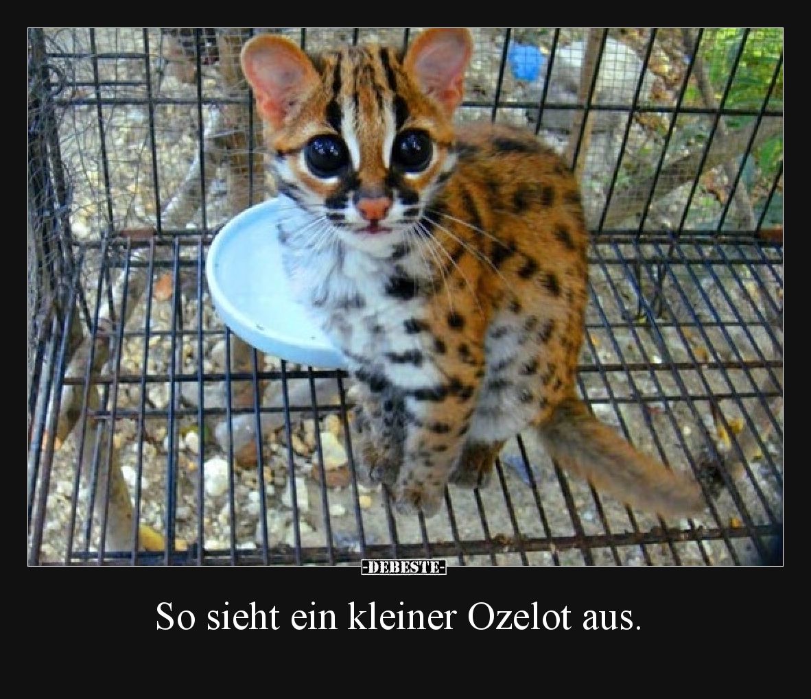 So sieht ein kleiner Ozelot aus.