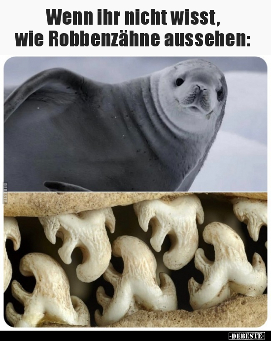 Wenn ihr nicht wisst, wie Robbenzähne aussehen.. - Lustige Bilder | DEBESTE.de